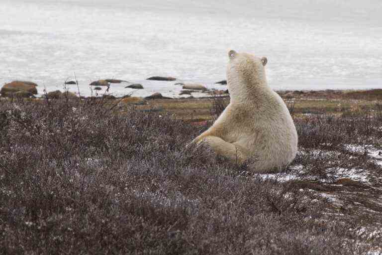 Biodiversity |  Study sees rapid decline in polar bear population