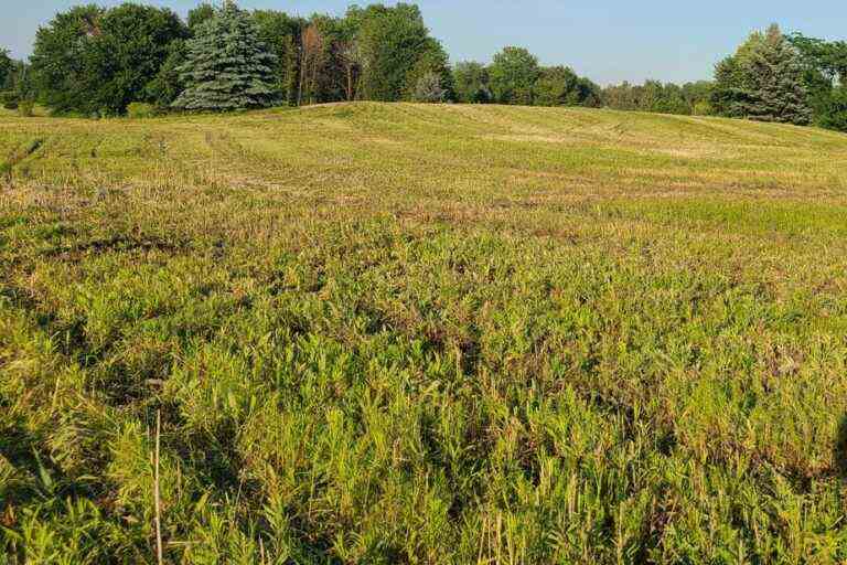 Biodiversity |  The “monarch field” will be protected