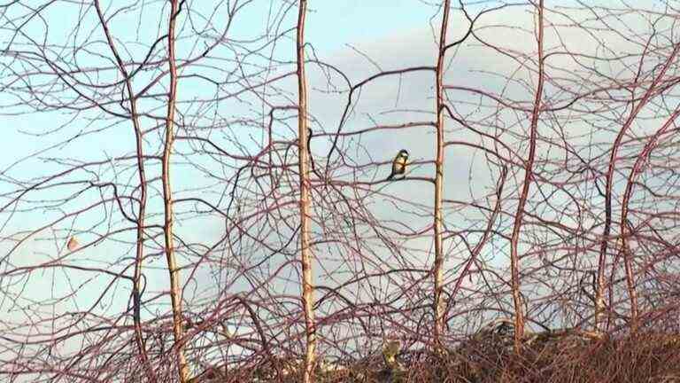 Biodiversity: a bird sanctuary on a company site