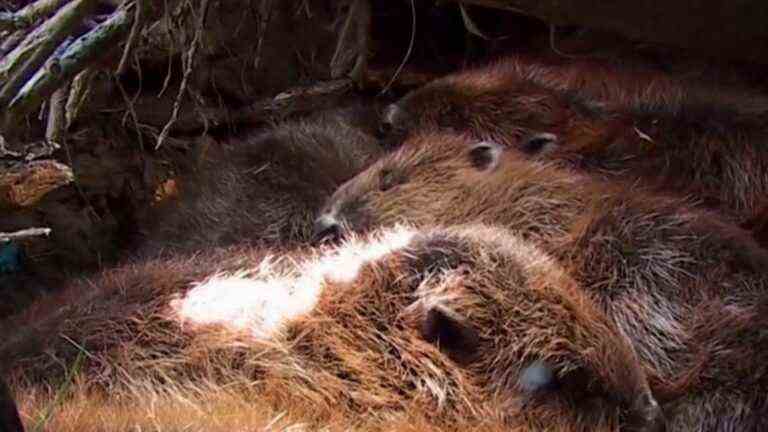 Biodiversity: the beaver massively reintroduced in France