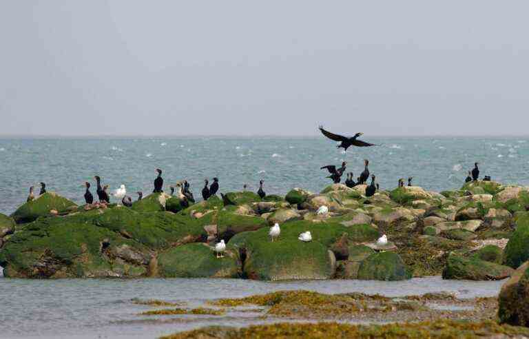 COP15: Ambient pessimism before “the other COP” on biodiversity in Montreal