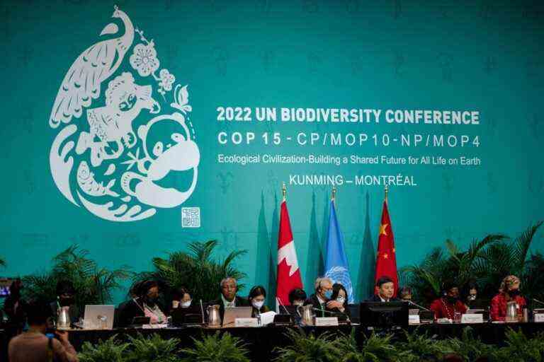 COP15 |  Still no major progress to hope for a “peace pact with nature”