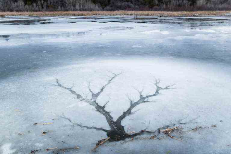 COP15 in Montreal on biodiversity |  No economy without ecology