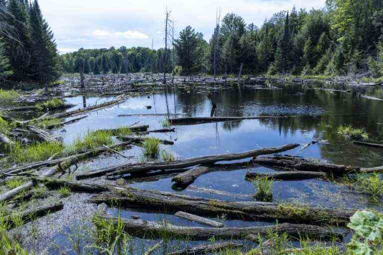 COP15 in Montreal on biodiversity |  Preserving biodiversity to better protect our health