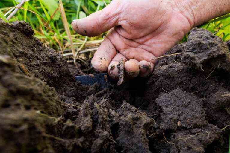 COP15 on biodiversity in Montreal |  The essential is invisible and under our feet