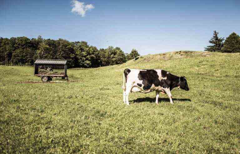 Carbon neutrality objective: the dairy sector sees green