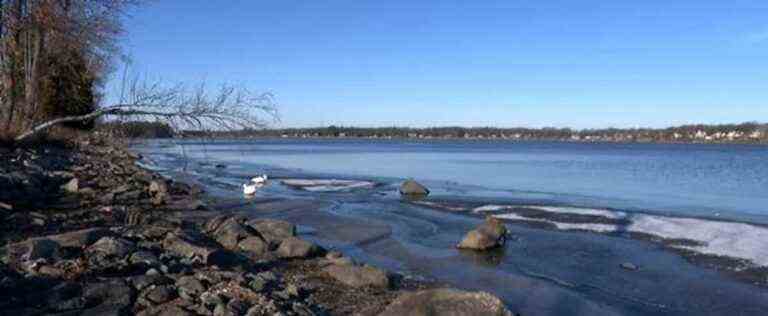 Centre-du-Québec: new carcasses of dead geese found