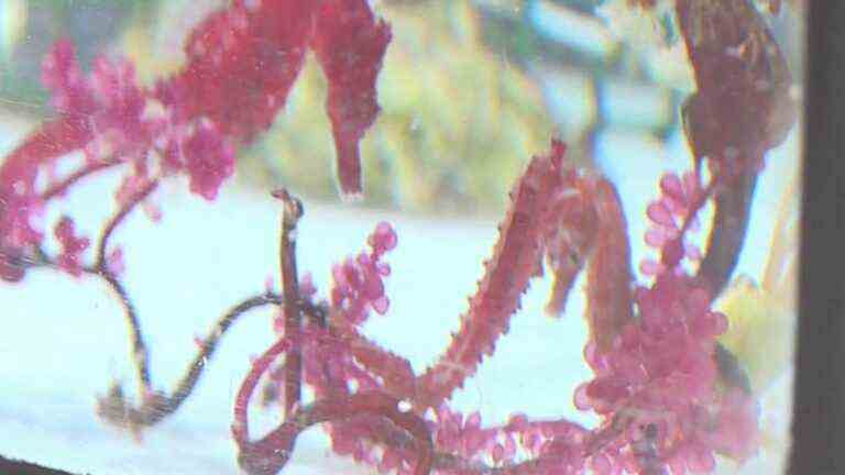 Charente-Maritime: discovery of the seahorse farm, a unique place in France