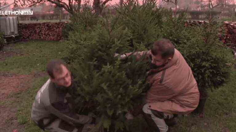 Christmas and end-of-year celebrations: a landscaper offers the rental of fir trees