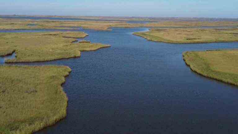 Climate change: the bayous of Louisiana on the verge of extinction