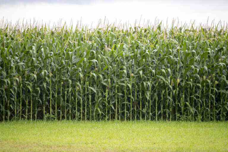 Corn and soybeans |  GMOs dominate the fields