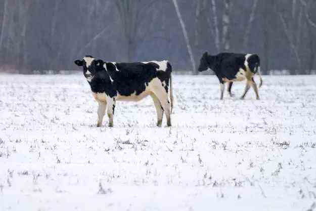 Cows on the run in Mauricie |  The authorities stay the course