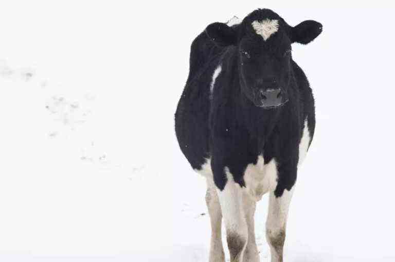 Cows on the run in Saint-Sévère |  Part of the herd was captured