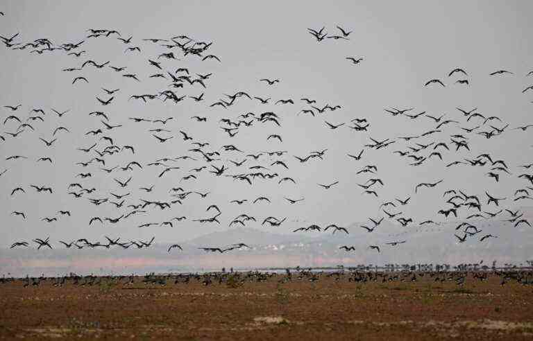 Dam project in China threatens migratory bird sanctuary