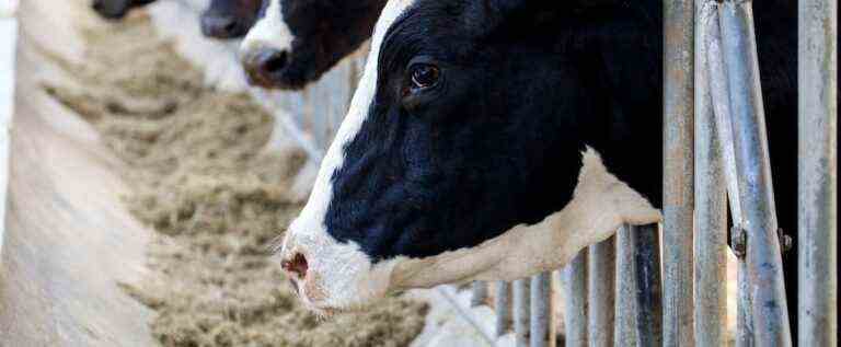 Four of the cows on the run captured