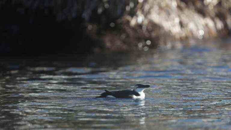 Four questions about penguins hitting the Mediterranean coast this winter