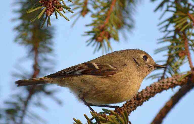 Fourteen Canadian cities are becoming “bird friendly”