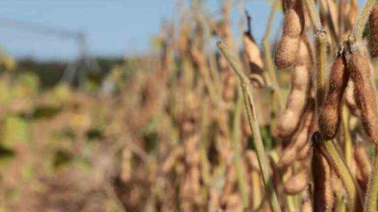 France produces its own soy