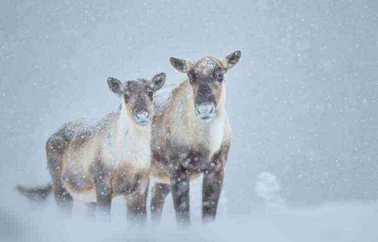 Gaspésie caribou females will go into enclosures in 2023