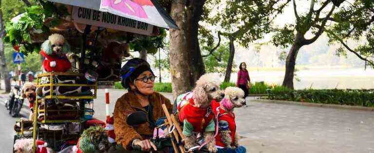 Happy Dogs Ride Through Hanoi Against Dog Meat Culture