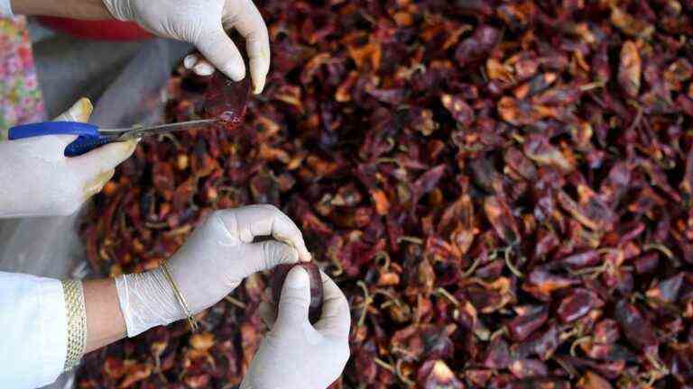 Harissa, a national condiment in Tunisia, listed as an intangible heritage of humanity by Unesco