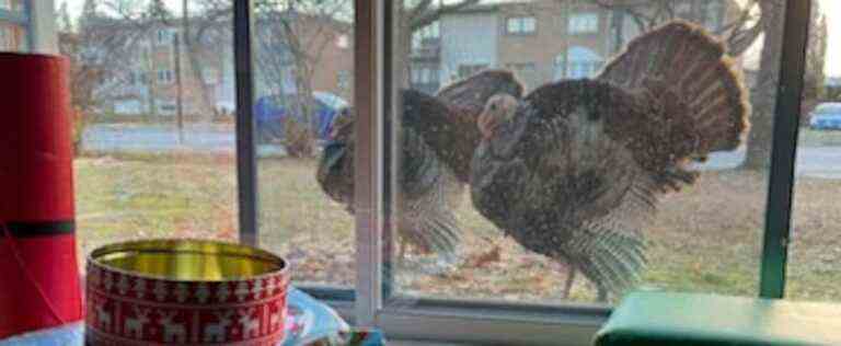 [IMAGES] Turkeys take his daycare yard hostage