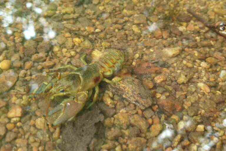 In Aveyron, the red-spotted crayfish endangers biodiversity