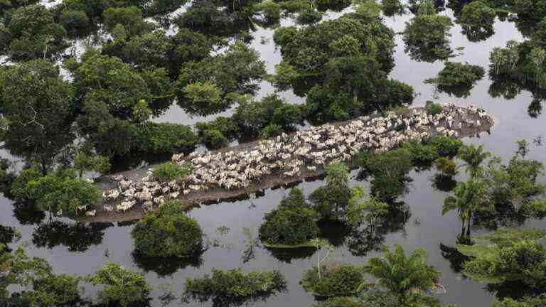 In Bolivia, Chinese and European exports are harming tropical forests