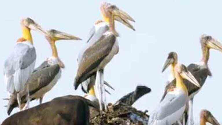 In India, Purnima Devi Barman fights to save a rare species of stork and is awarded the title of UN Champion of the Earth