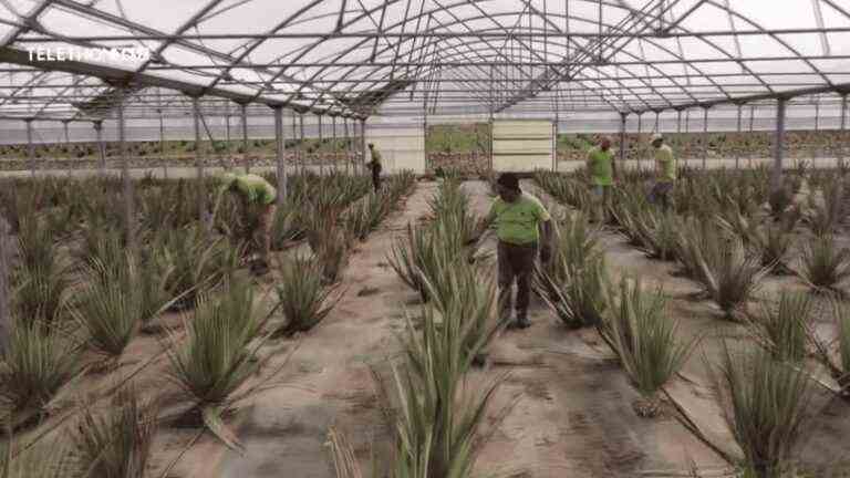 Italy: the Puglia region sets out to conquer aloe vera