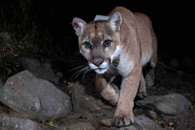 Los Angeles in mourning for its famous adored puma