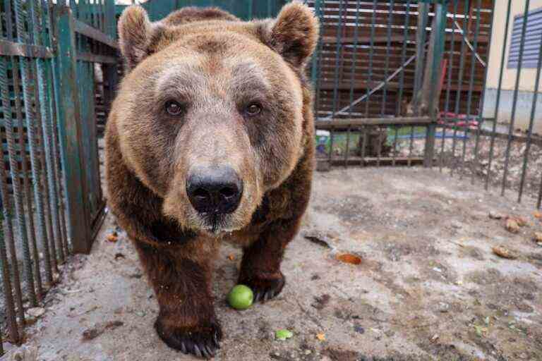 Mark, the brown bear, on his way to freedom after 20 years in captivity