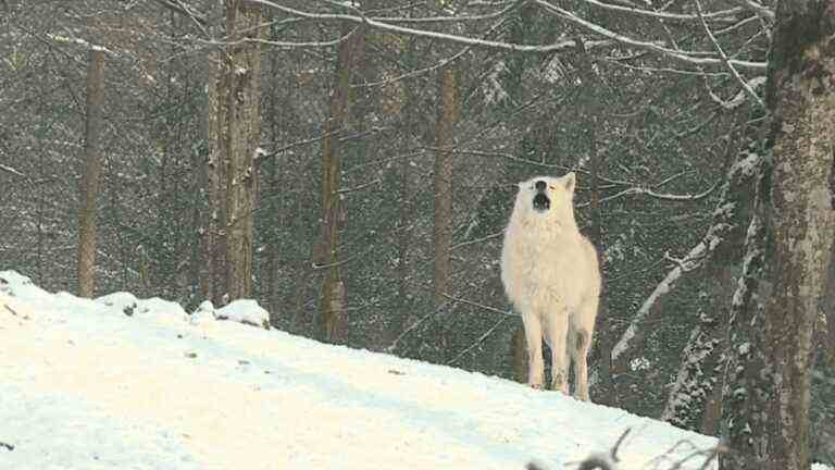 Moselle: eight white wolves reintroduced in the animal park of Sainte-Croix