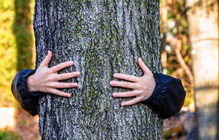 [Opinion] How urban woodlands are born and die in Quebec