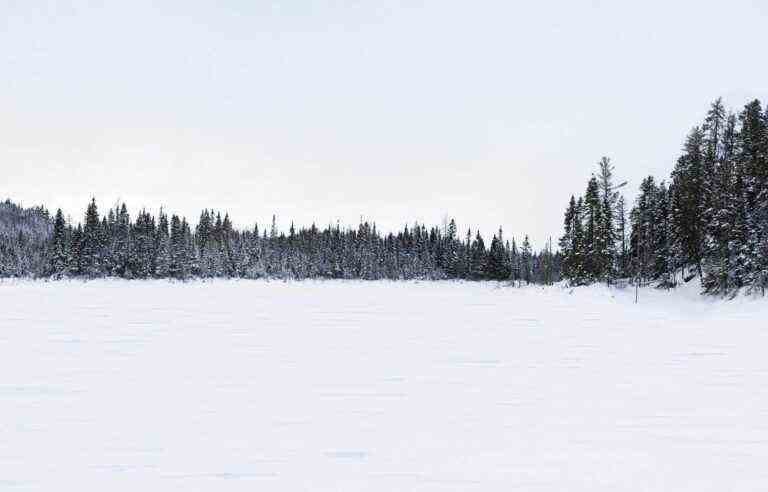 Our old forests are in danger