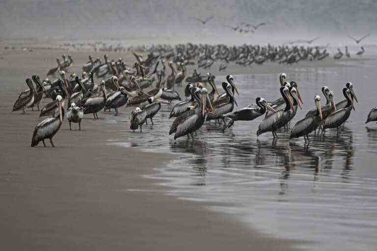 Peru |  Over 22,000 seabirds found dead from bird flu