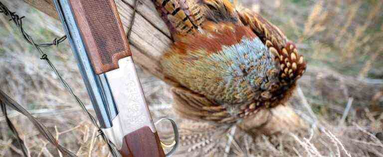 Pheasants, hunting or shooting activity?