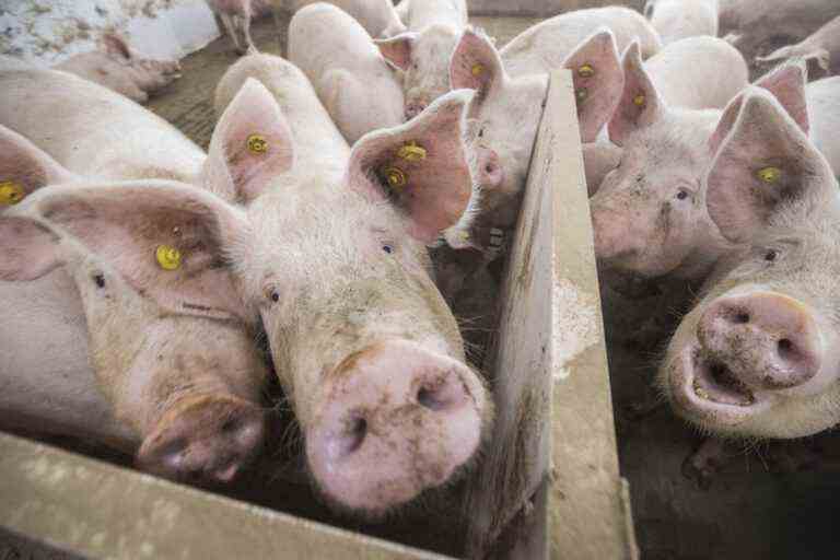 Pork sector |  Minister Lamontagne wants a negotiated solution