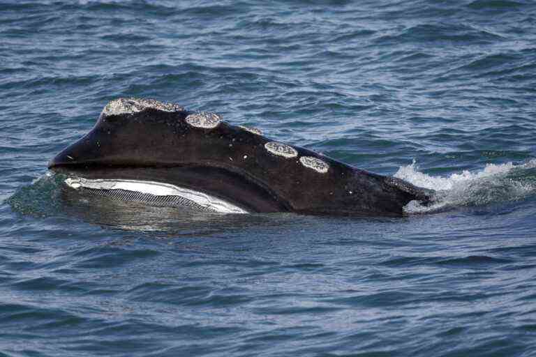 Progress has been made to protect right whales