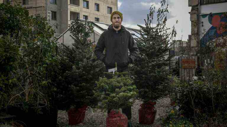 Rent your tree at Christmas to “stop the single use of plants”