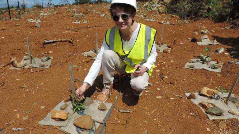 Researcher Claude Grison named European Inventor of the Year for her work on the depollution of industrial sites by plants