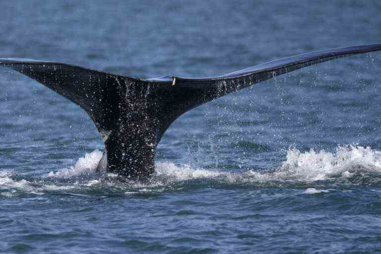 Right Whale Protection |  Ottawa must take fishers into account, says the Bloc Québécois