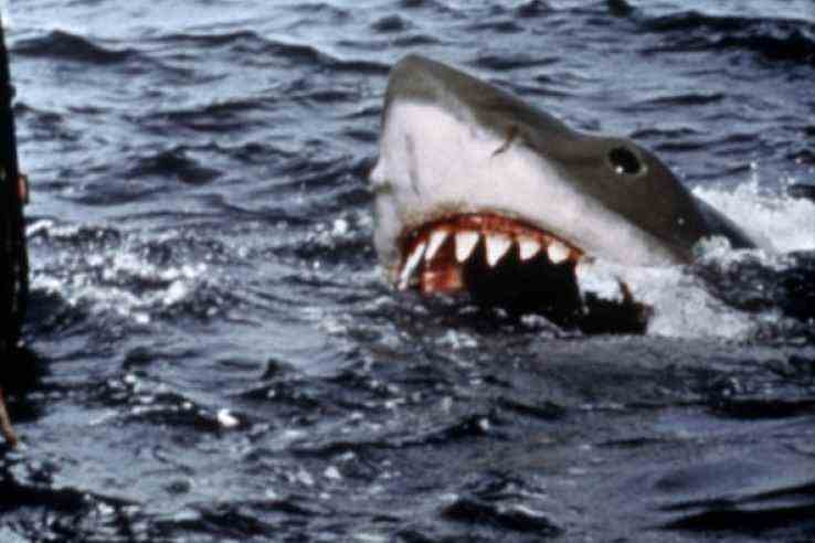 Spielberg Regrets Sharks Were ‘Decimated’ After Jaws Released