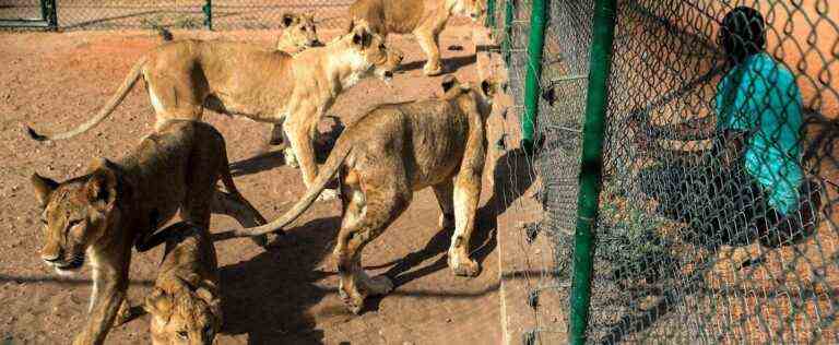 Sudan: three lions killed after trying to escape from a paramilitary base