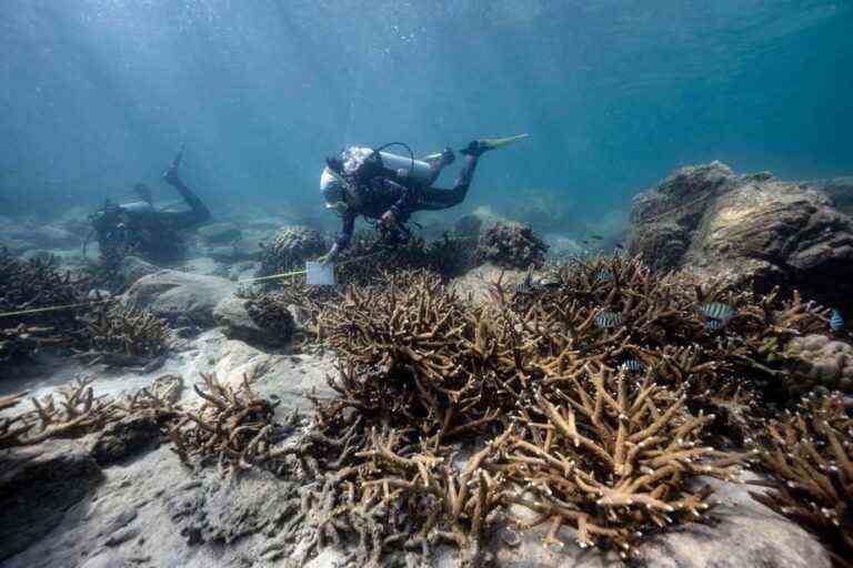 Thailand |  Scientists helpless in the face of a new disease killing coral