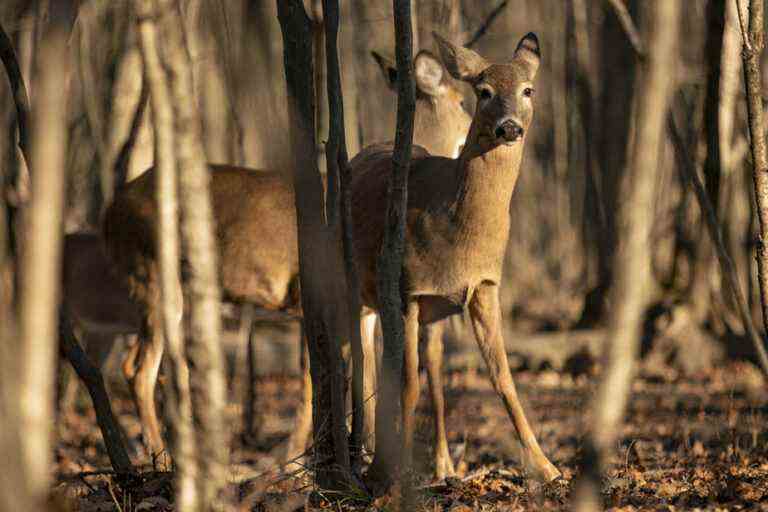 The Court of Appeal grants a reprieve for the deer of Longueuil