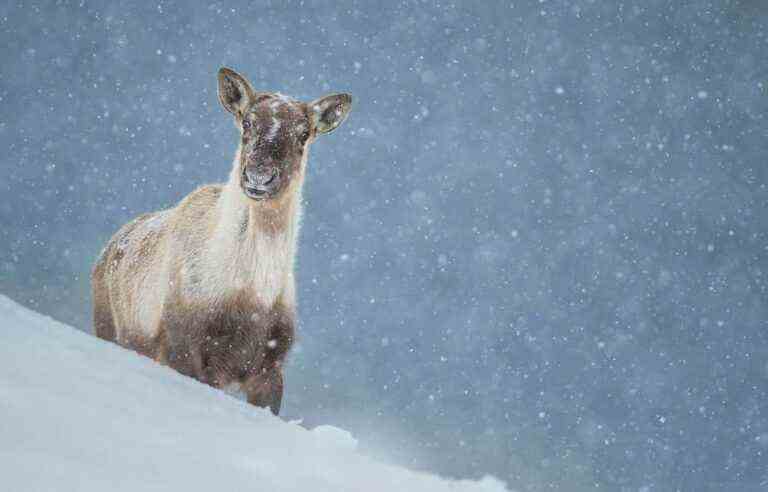 The Innu denounce the absence of caribou announcements at COP15