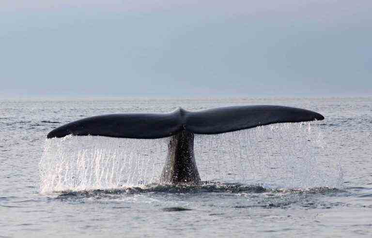 The North Atlantic right whale will remain a protected species in the United States