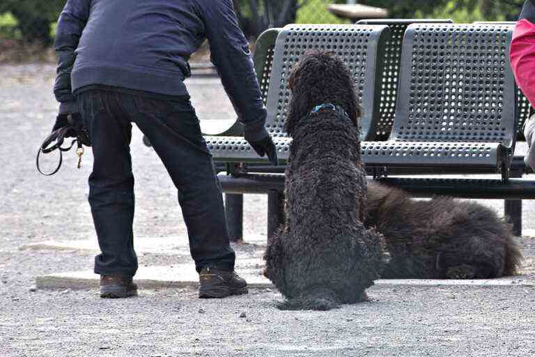 The dog population is increasing in Montreal, the number of bites too