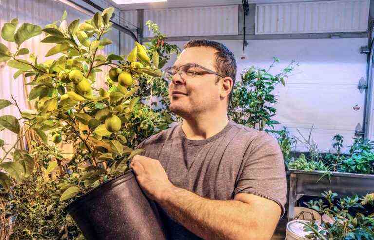 The miracle of lemons, limes and grapefruits that grow in Quebec